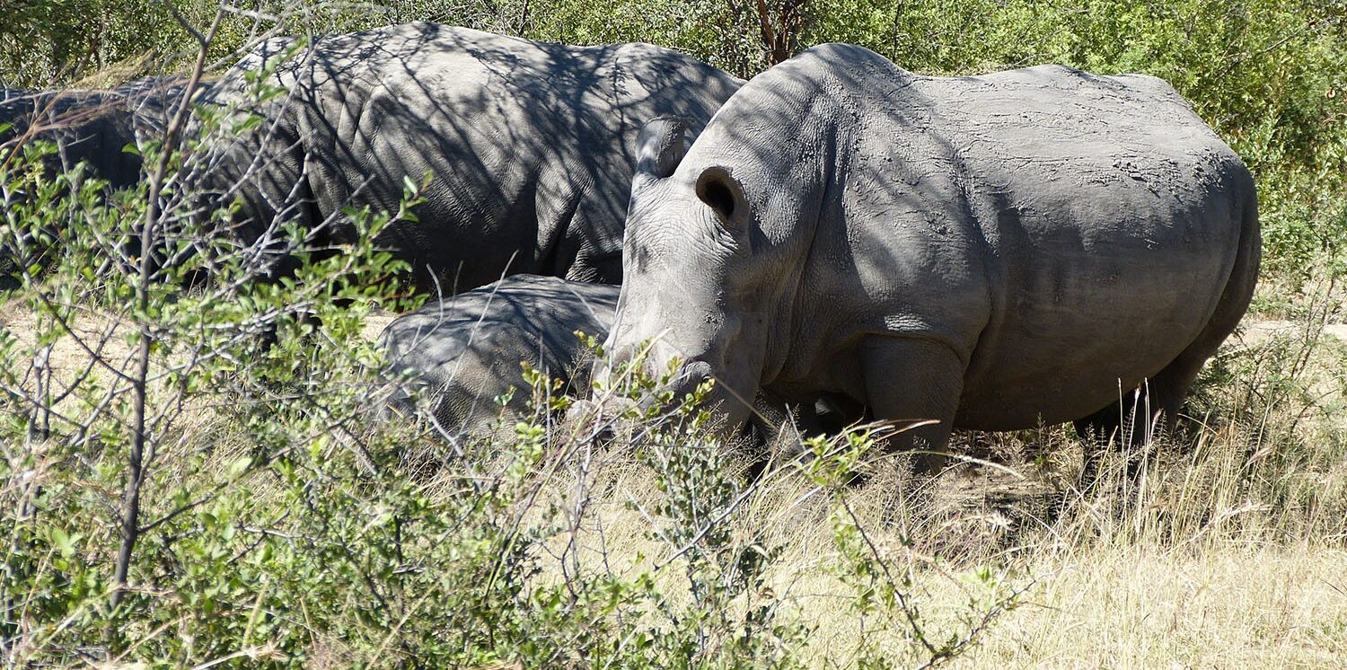 Vrijwilligerswerk in Zimbabwe neushoorn