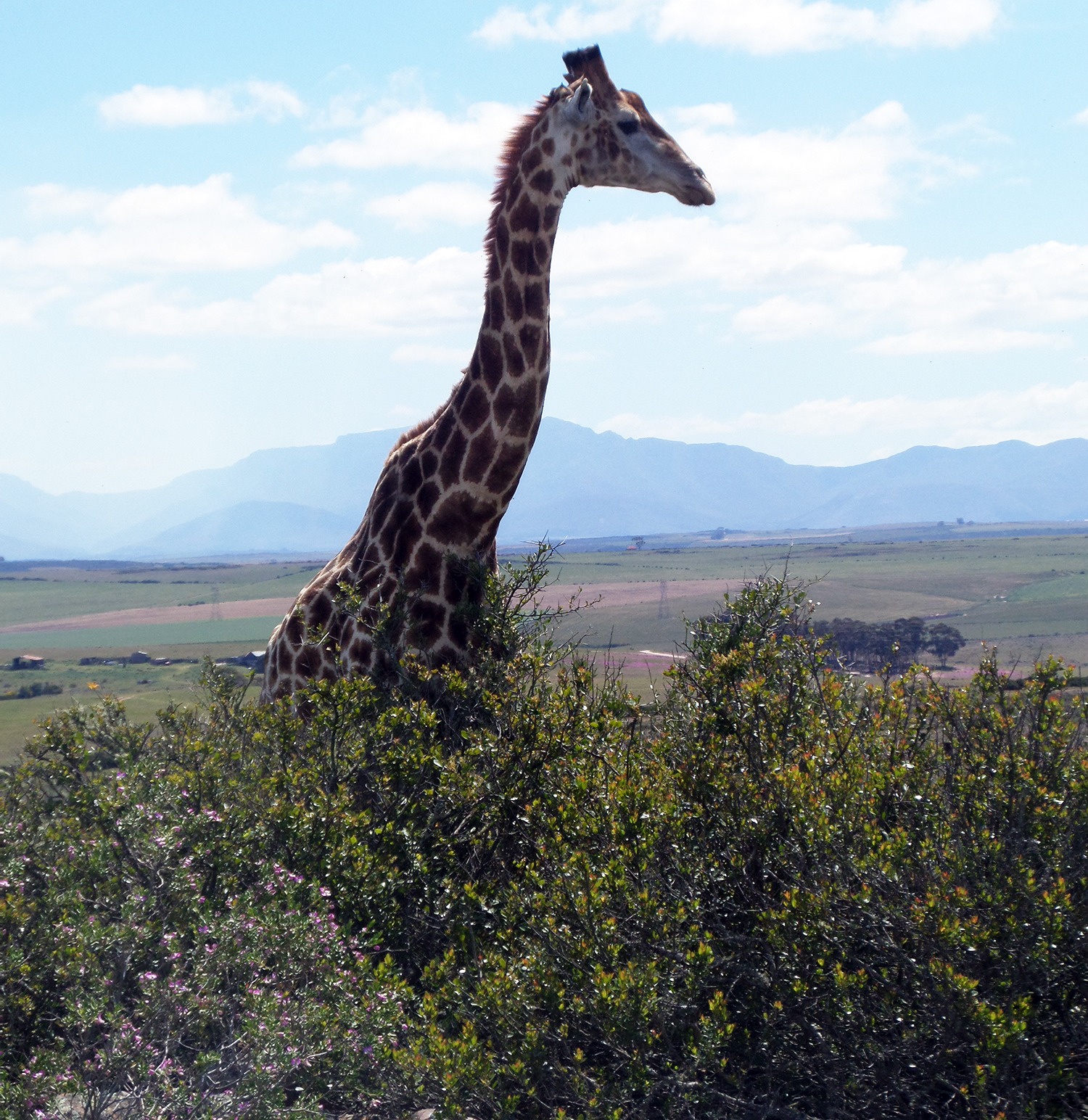 vrijwilligerswerk safari afrika