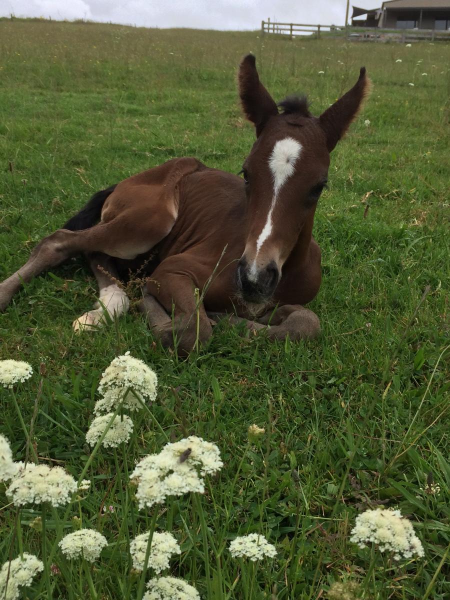 Werken met paarden in Nieuw-Zeeland, een aanrader volgens Sabine5