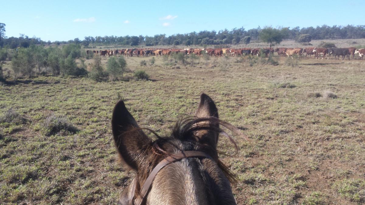 blog-boerderijwerk-australie-veulens-trainen1