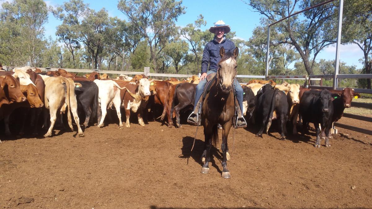 blog-boerderijwerk-australie-veulens-trainen2