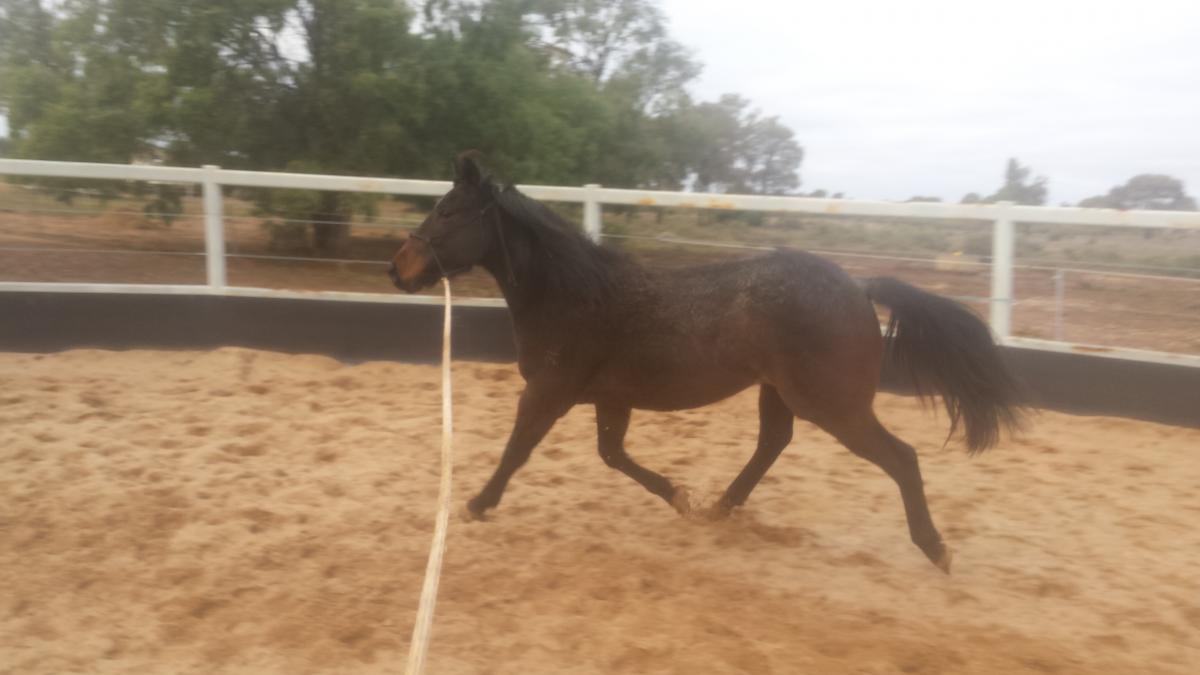 blog-boerderijwerk-australie-veulens-trainen4