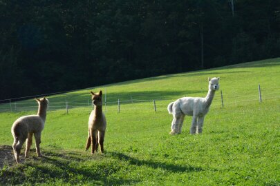 blog-boerderijwerk-zwitserland2_0