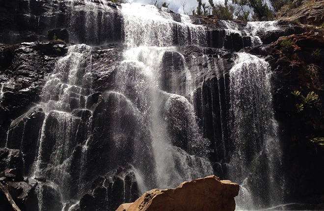 blog-work-travel-australie-backpacken-malou-koalas-boven-hoofd-6