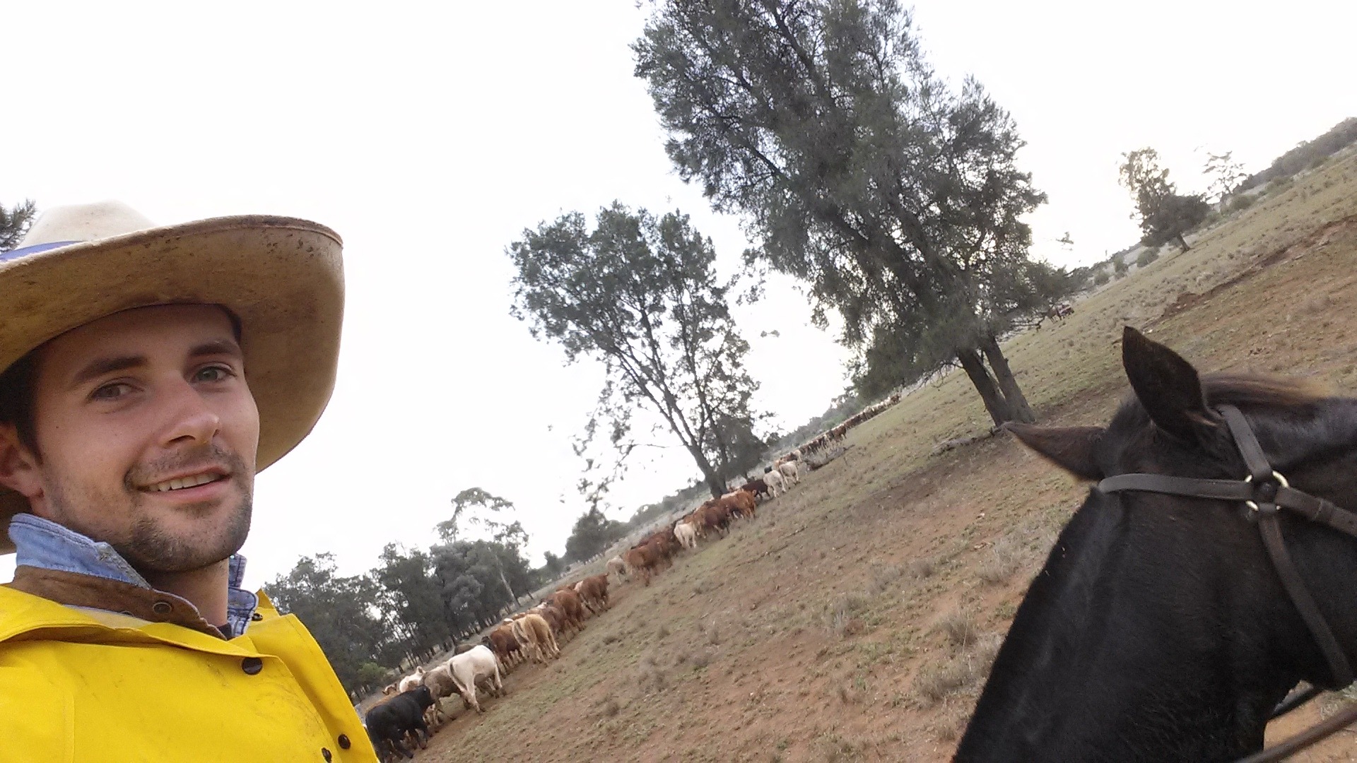 leonard-boerderijwerk-australie-paarden-trainen1