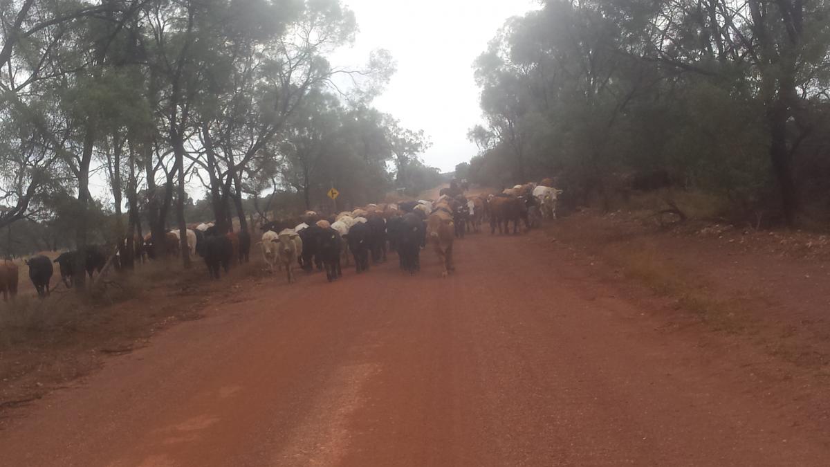 leonard-boerderijwerk-australie-paarden-trainen5