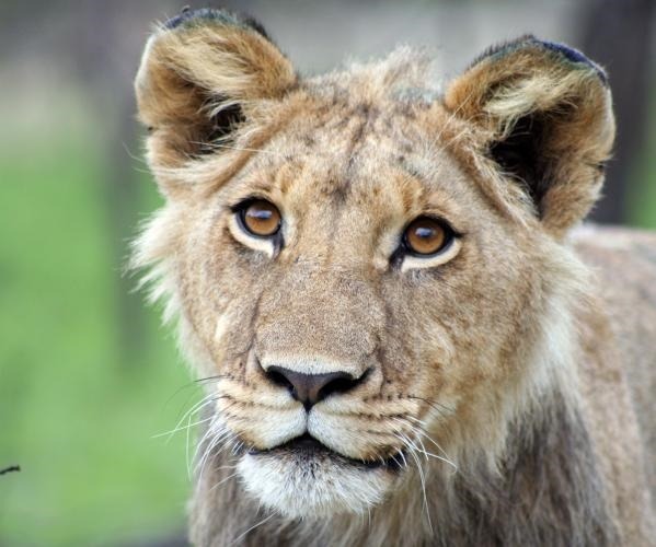 Vrijwilligerswerk - vw met dieren 4