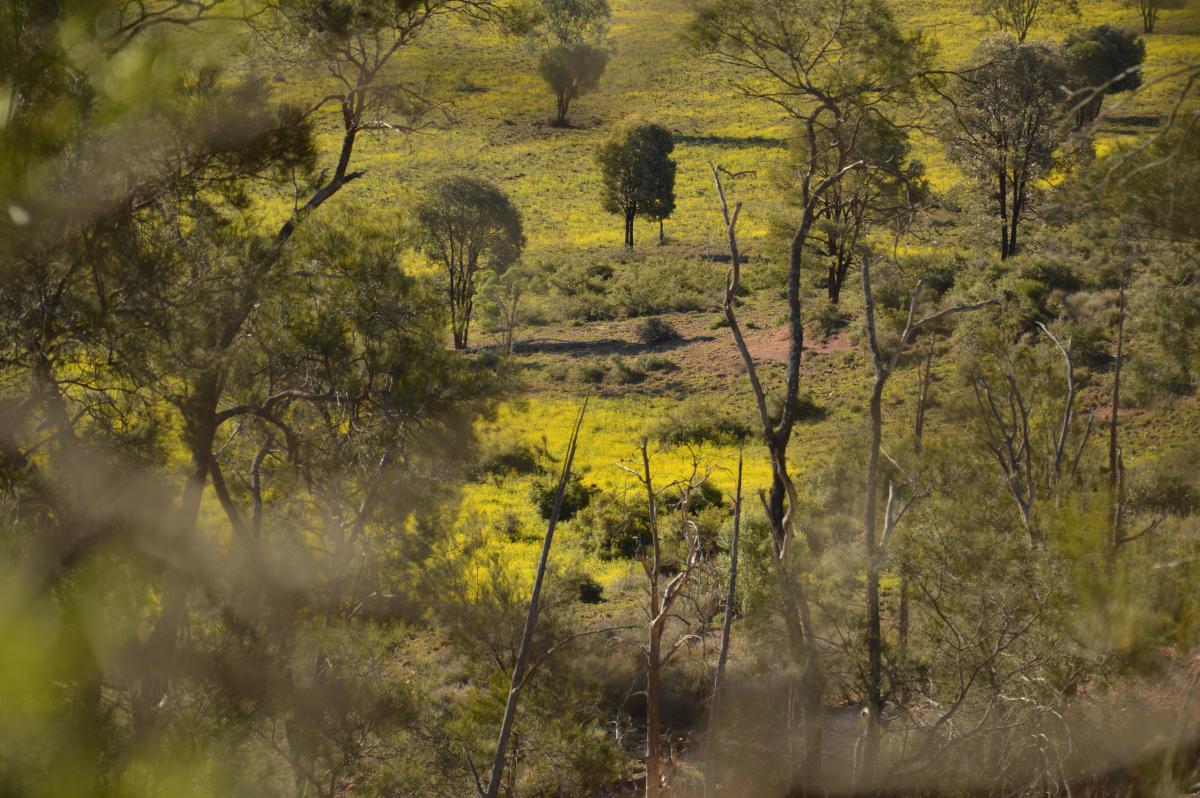 blog-leonard-boerderijwerk-in-australie3