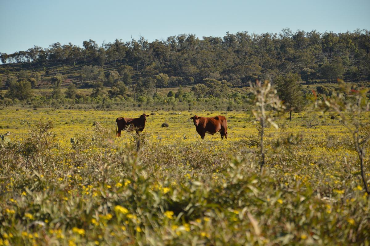 blog-leonard-boerderijwerk-in-australie4