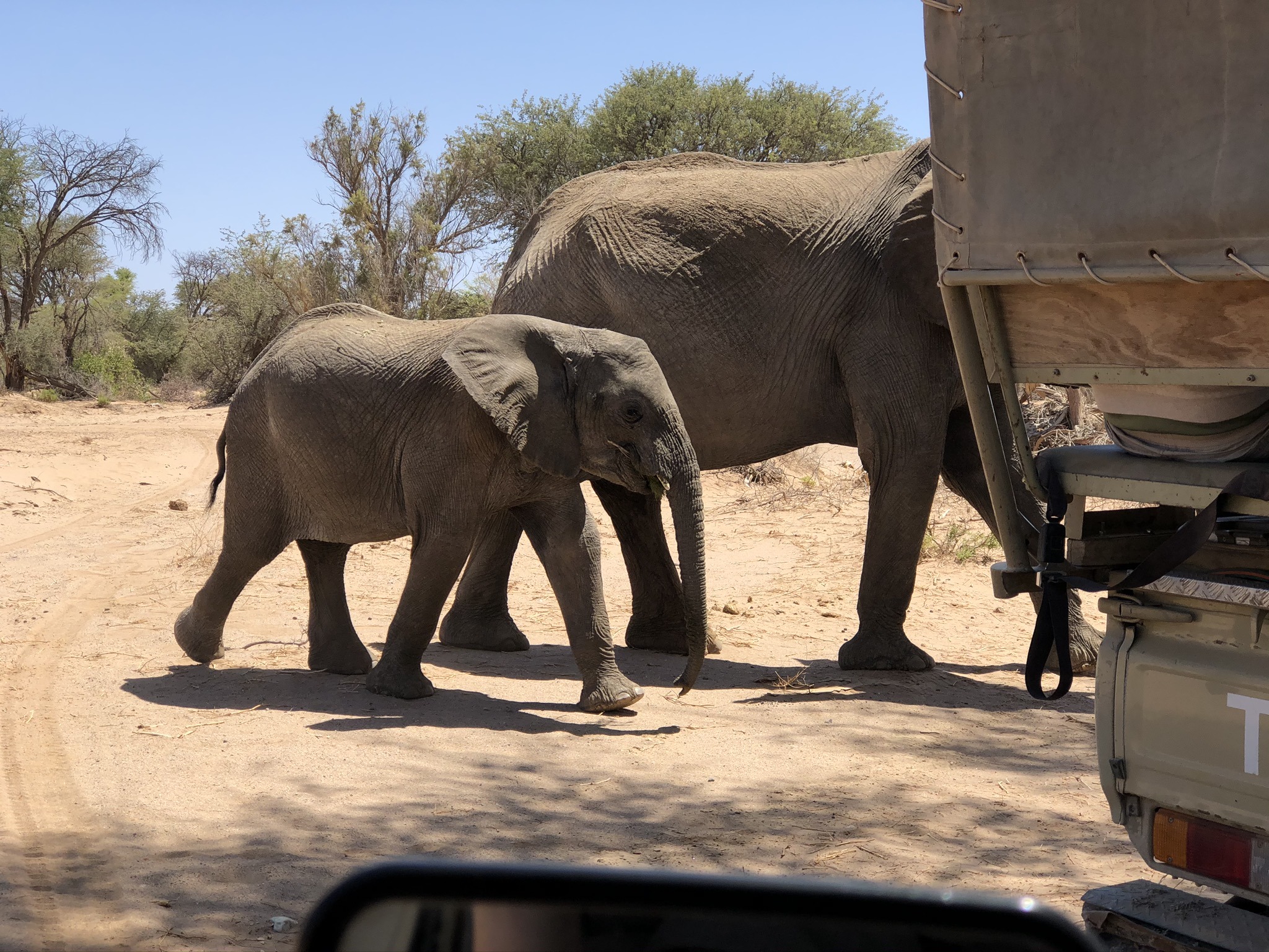 de-ervaringen-van-paulien-tijdens-het-desert-elephant-project-namibie-deel-2-1