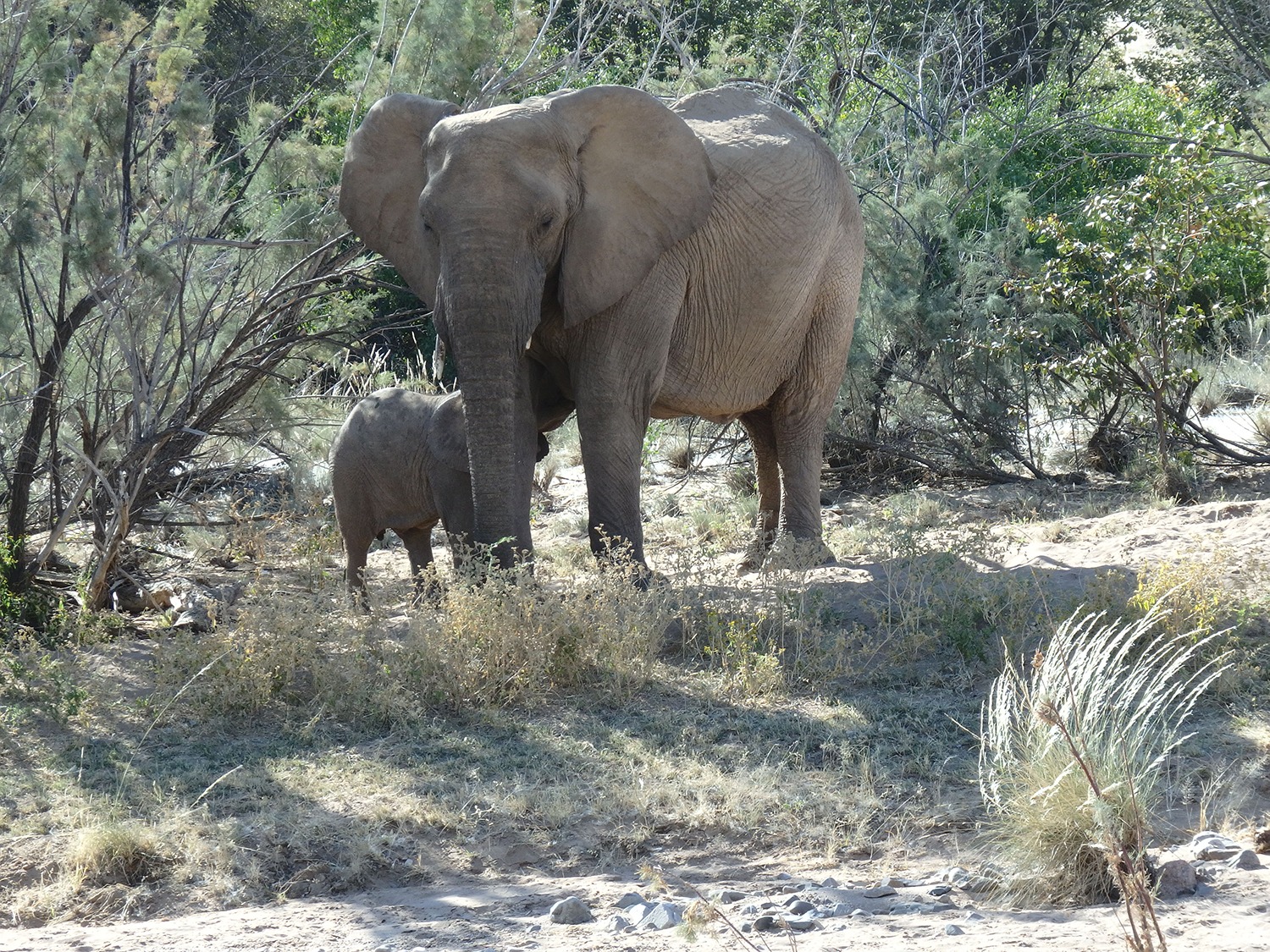 de-voorbereidingen-van-paulien-op-het-desert-elephant-project-3