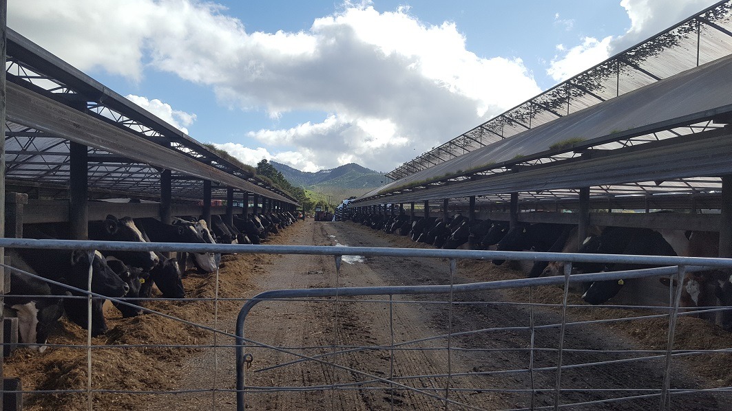 suze-start-haar-boerderijwerk-avontuur-nieuw-zeeland4