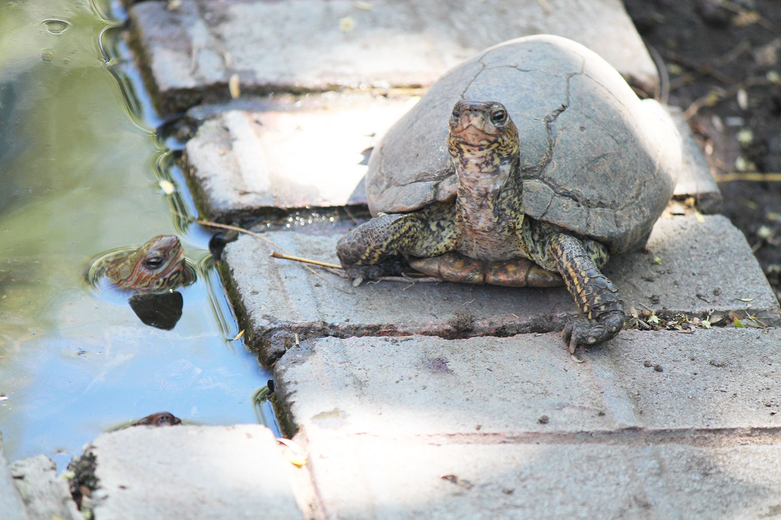 schildpadden en zeebehoud