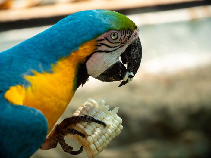 Combinatiereis Ecuador en Peru