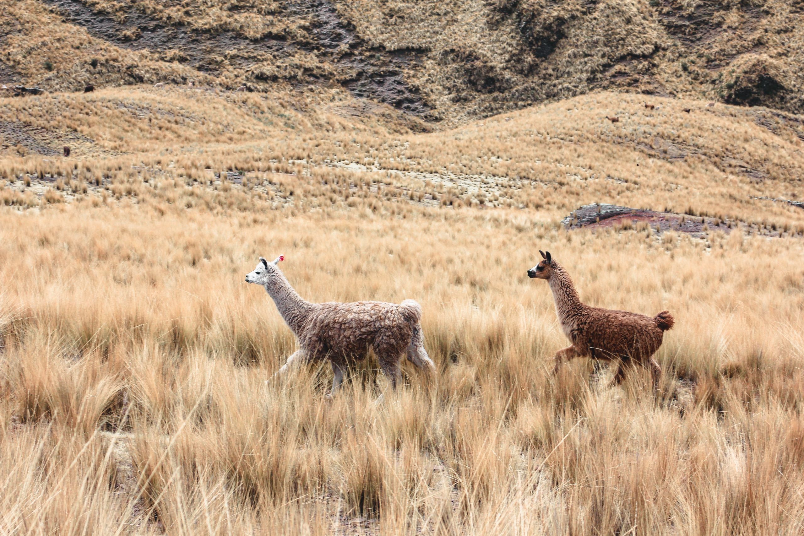 Wildlife opvang peru