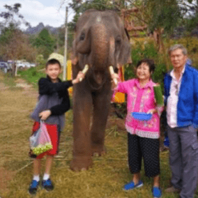 Aiwit Thailand – olifant