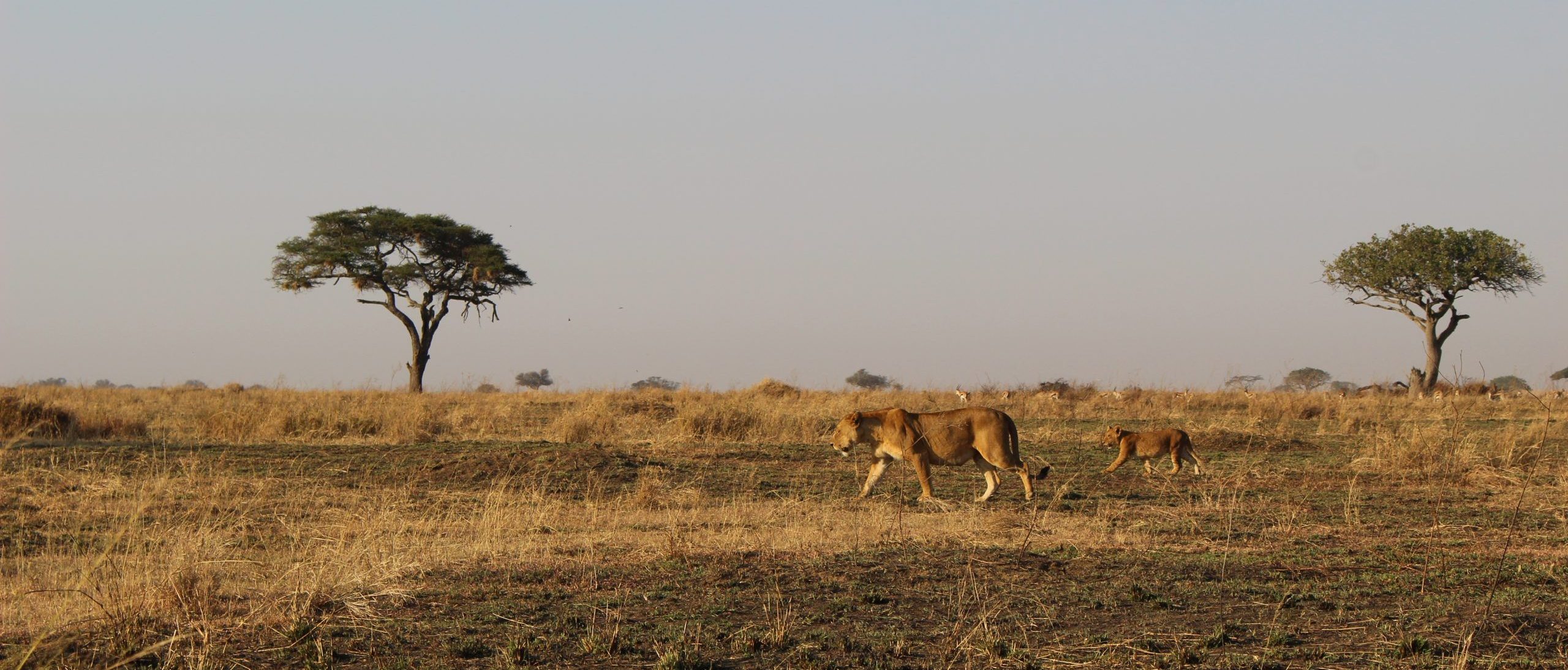 Tanzania Leeuw